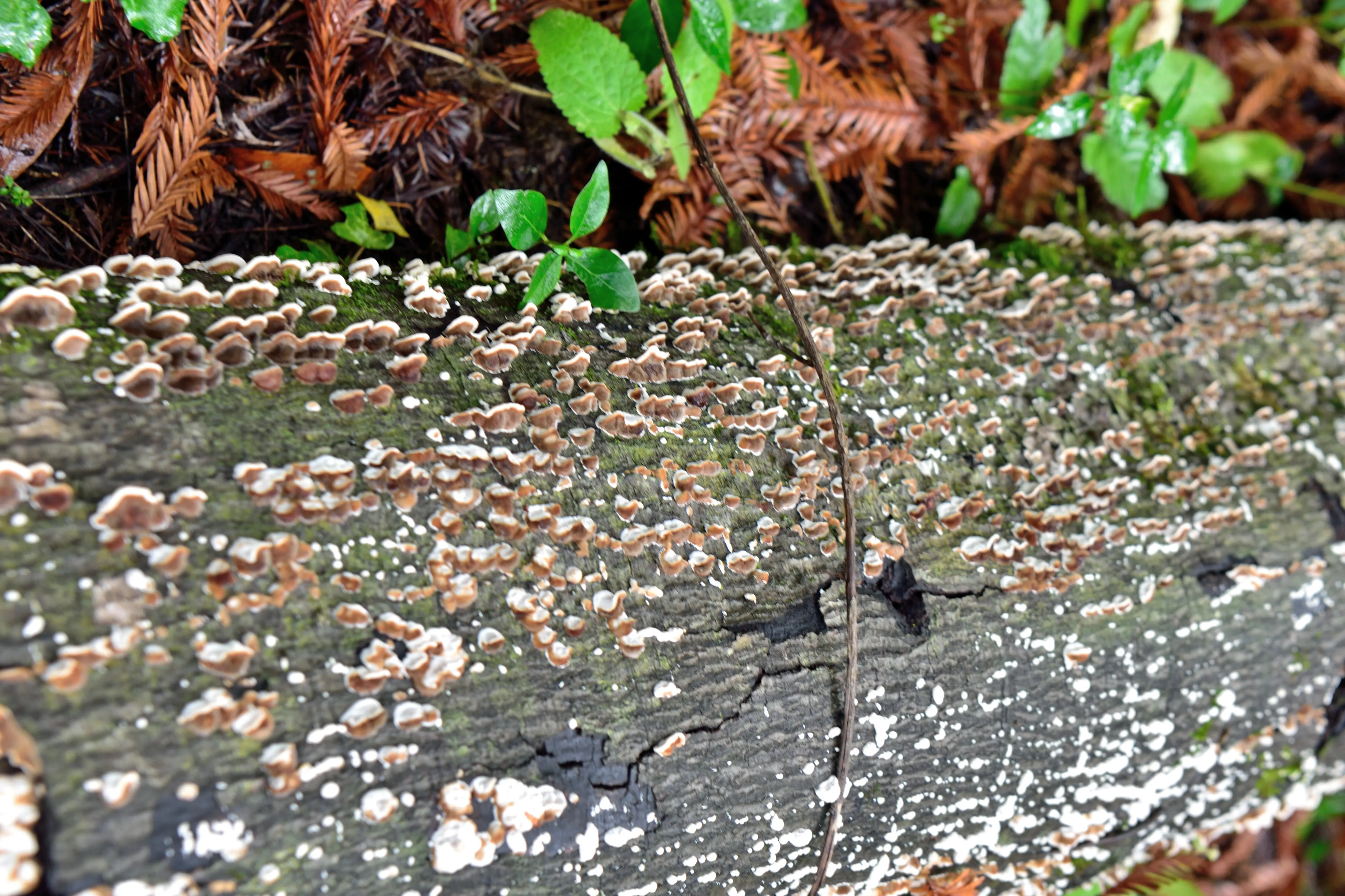High-angle close-up of plants